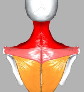 Coat Hanger Neck Pain – Nemechek Autonomic Medicine